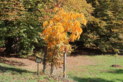 Aesculus flava - jírovec žlutý - podzimní habitus